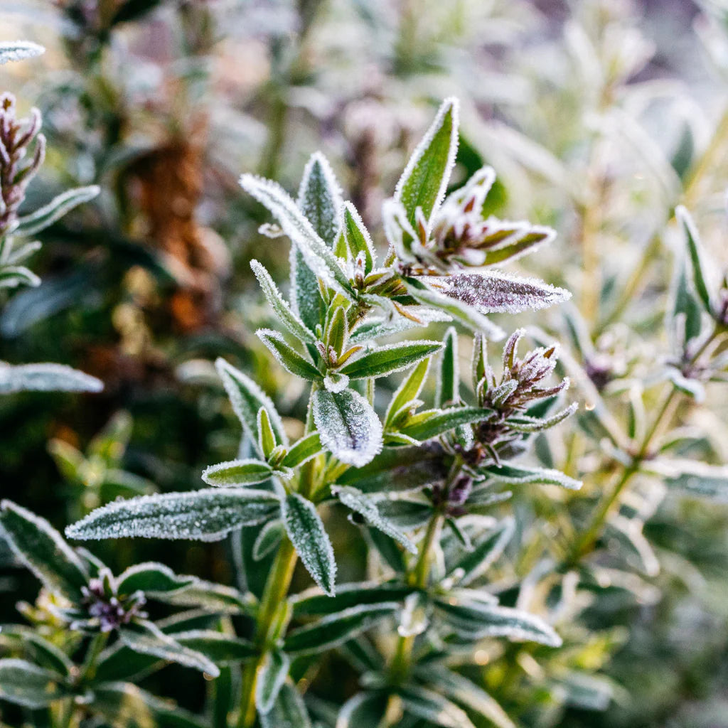 Winter Thyme, Christmas Cracker